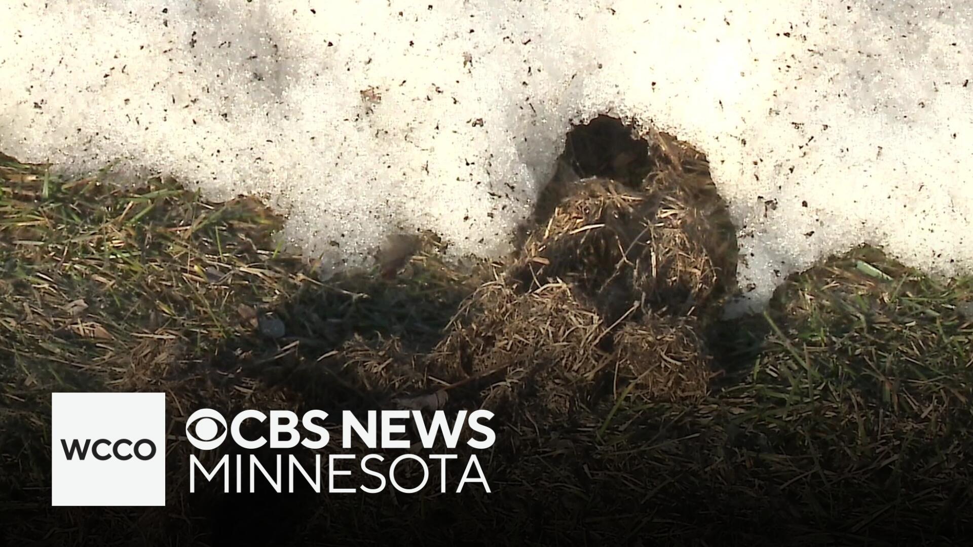 The Twin Cities have only seen 16 inches of snow this year. What ...