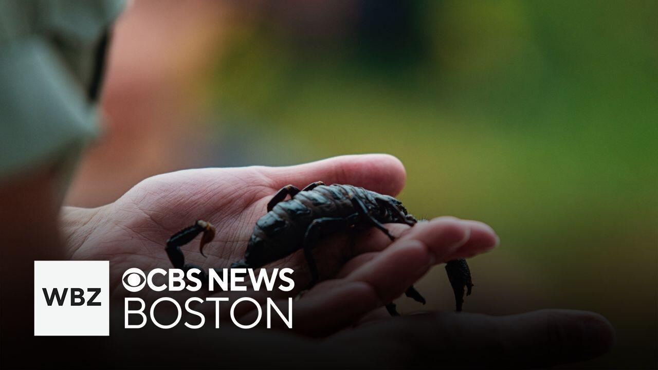 Scorpion stings woman at Logan Airport in Boston CBS Boston