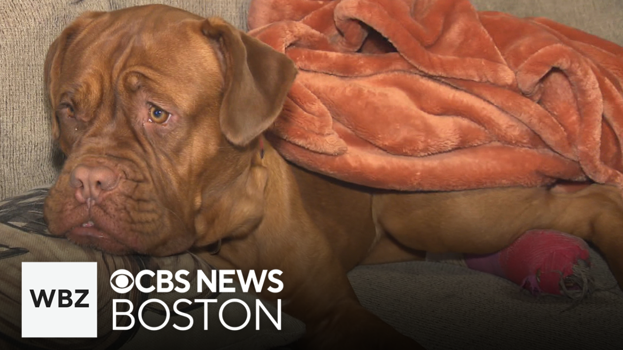 Massachusetts woman accused of shooting neighbor's dog with pellet gun ...
