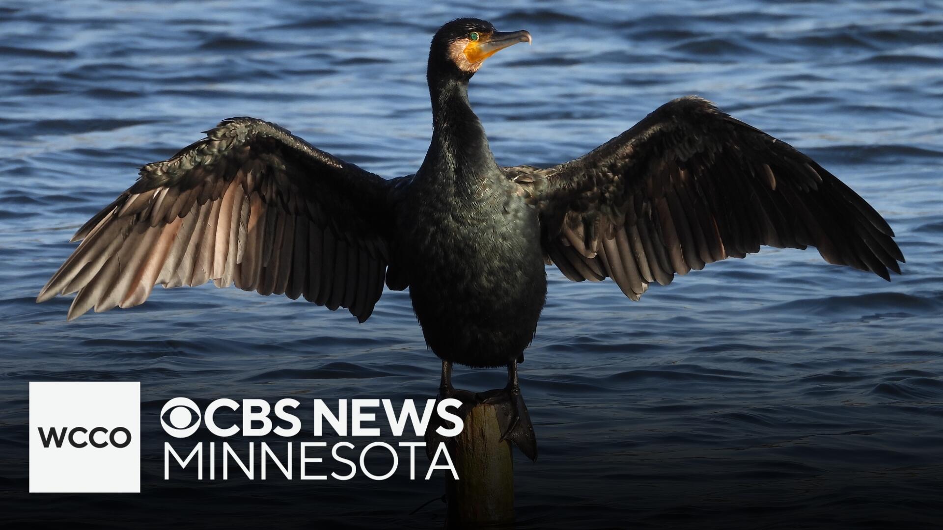 Loon Rising Mn Loon Lake Island's trees are being destroyed by bird poop. As a last ...