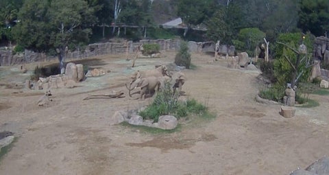 Video shows elephants at San Diego Zoo Safari Park racing to protect