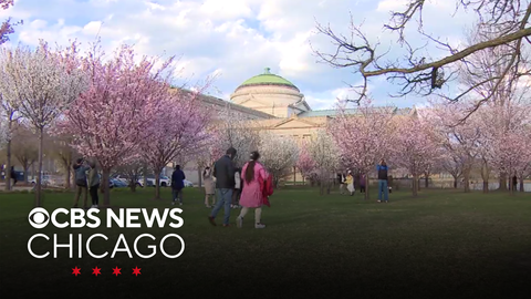 Jackson Park cherry blossoms nearing 2025 peak bloom in Chicago - CBS