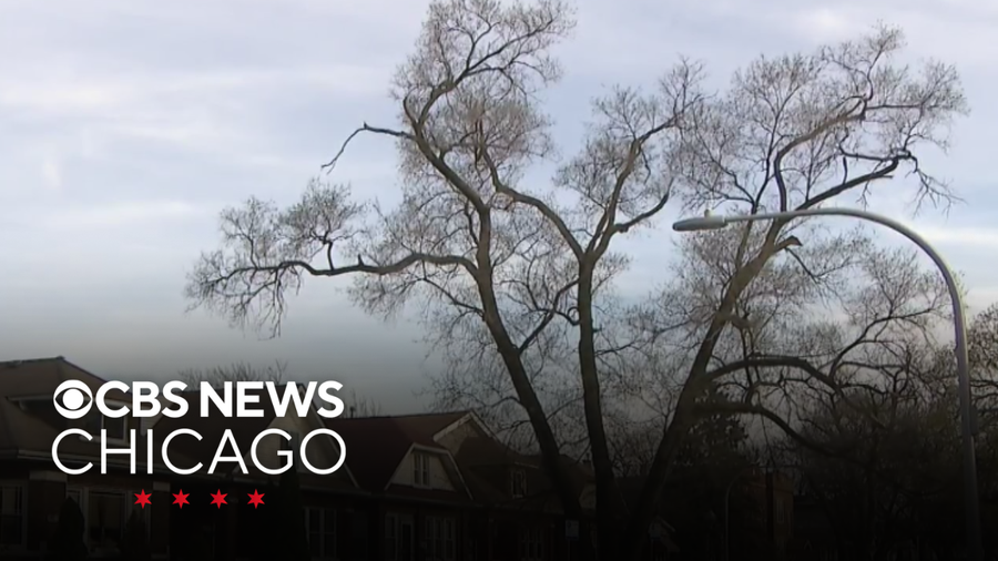 Chicago Trees Exploding Dangerous trees, falling limbs a concern in Chicago with more storms ...