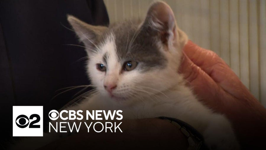 30 cats found in cages off Southern State Parkway weren't abandoned