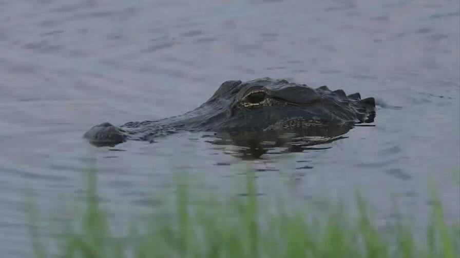 Alligator attacks, kills woman canoeing with her husband on lake in(00)