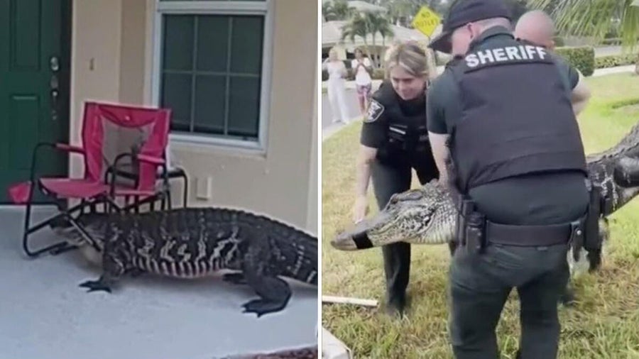 Video shows alligator \