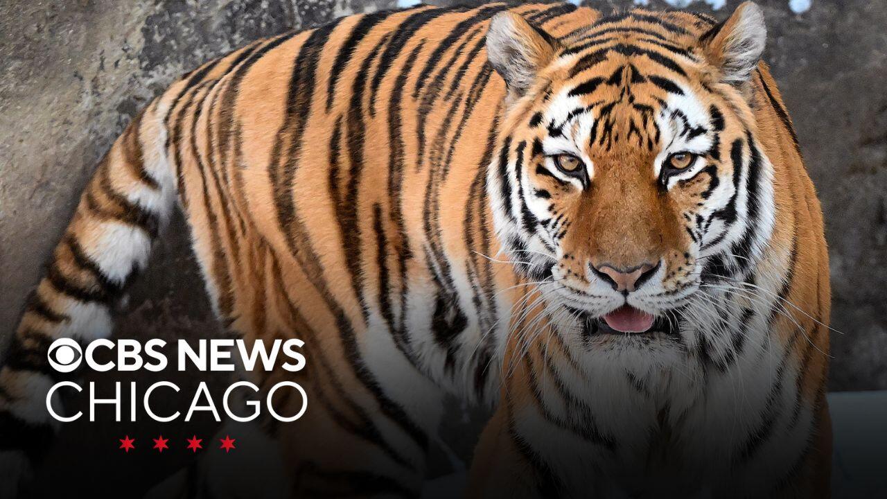 Malena the Amur tiger euthanized at Brookfield Zoo Chicago due to life-threatening  kidney condition - CBS Chicago