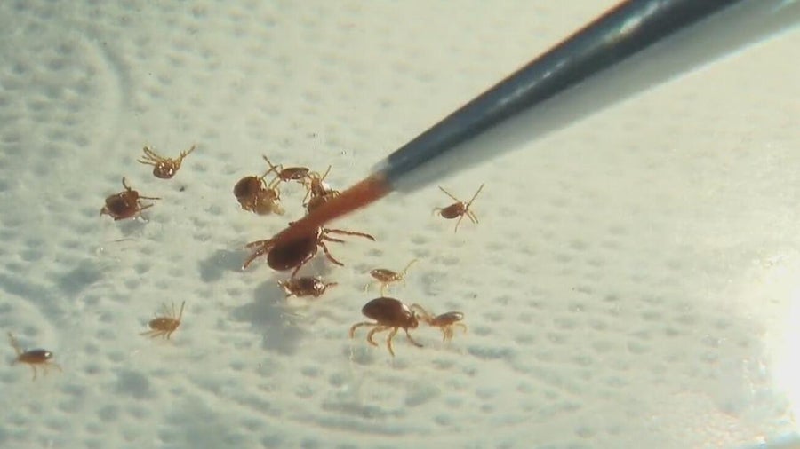 The invasive Asian longhorned tick has been spotted in a new part of ...