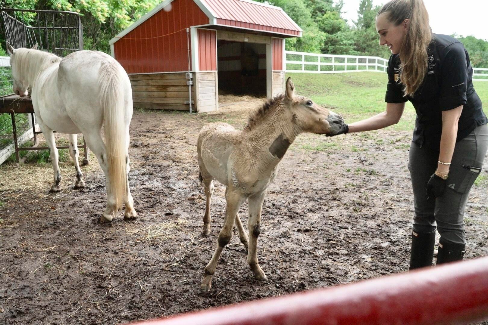 Wild Foal Adoption 