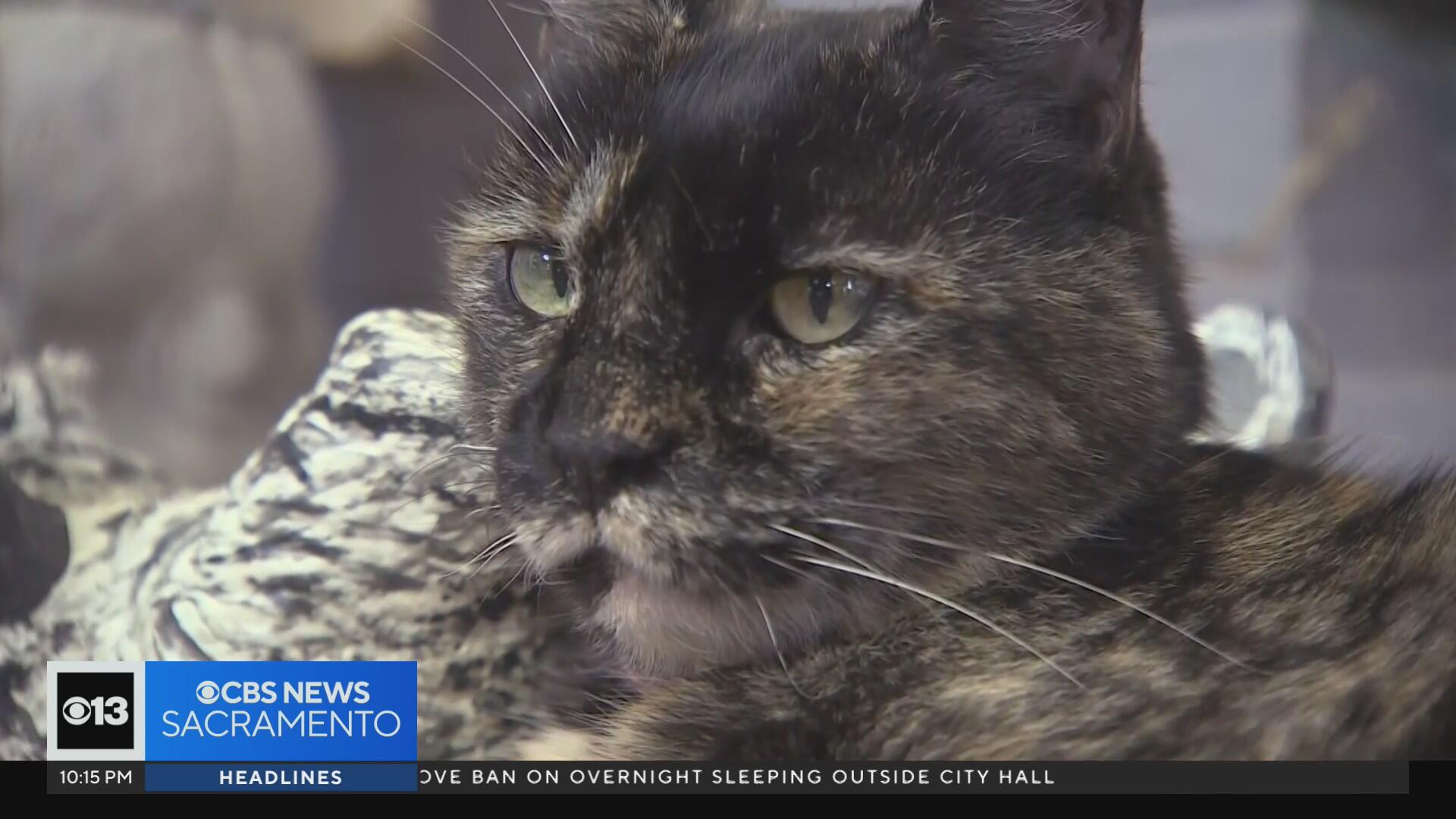 Mail carrier caught on camera pepperspraying Rancho Cordova resident's