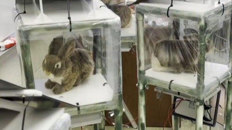 Florida deploys robot rabbits to control invasive Burmese python ...