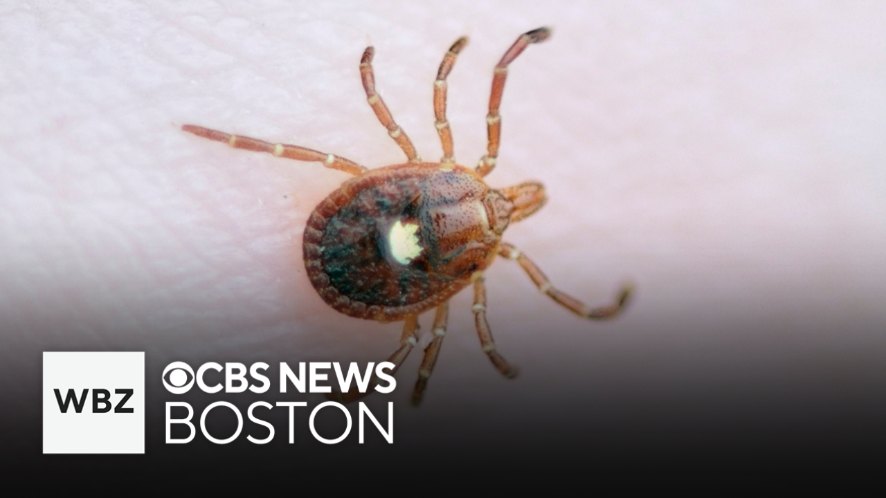 Meat, dairy allergies from tick bites "skyrocketing" on Martha's ...