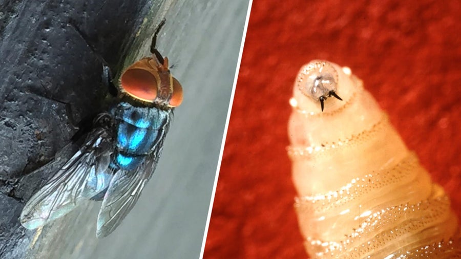 A Maryland resident is diagnosed with screwworm. Here's what to know