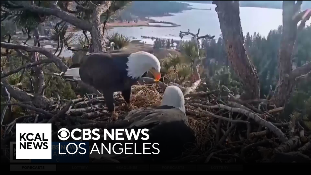 Proposed Big Bear Housing Development Could Drive Beloved Eagle Family