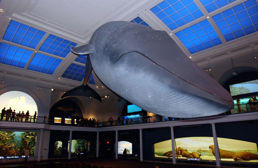 American Museum Of Natural History Announces Return Of A Night At The