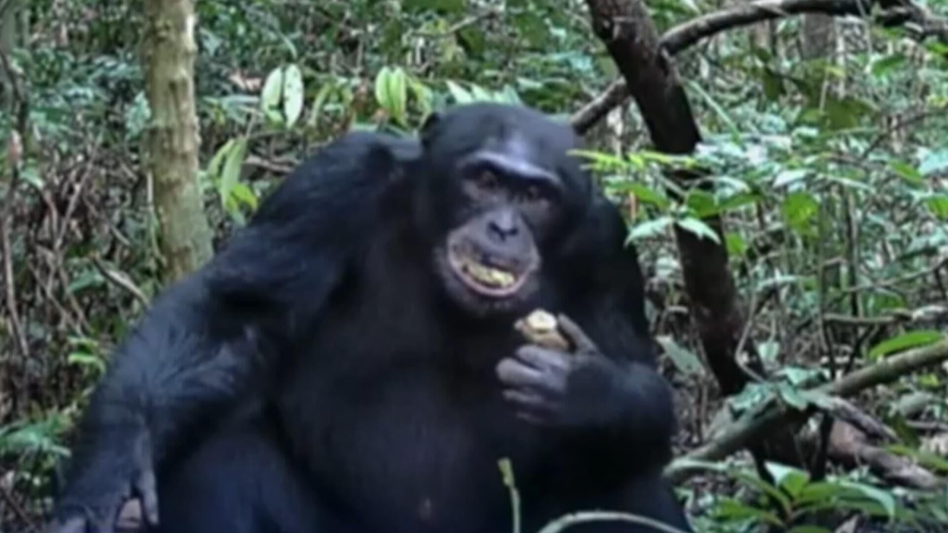 Wild chimpanzees consume the equivalent of 2 cocktails a day in the