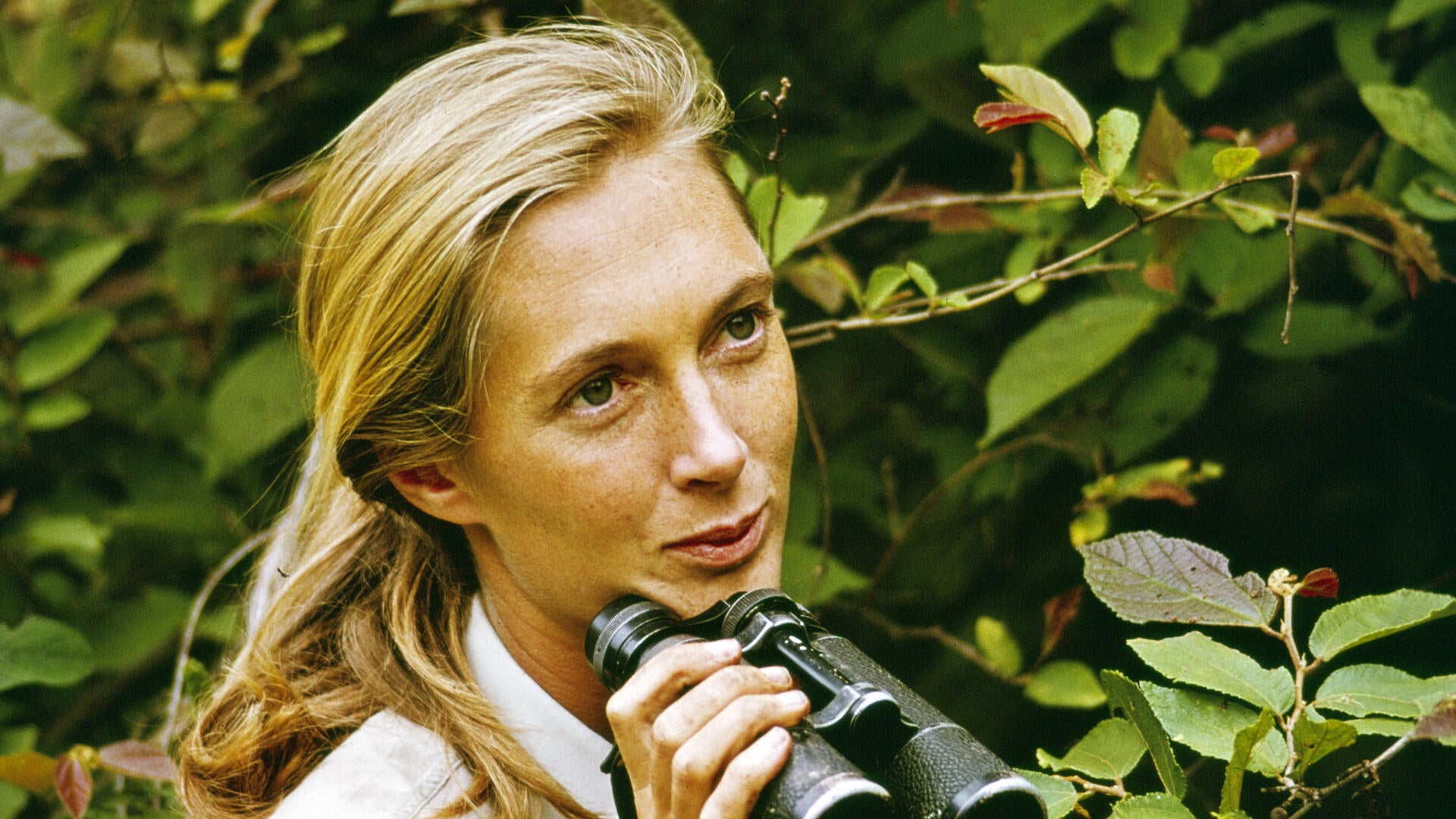 Jane Goodall, who shaped the world's knowledge of chimpanzees, dies at 91 -  CBS News