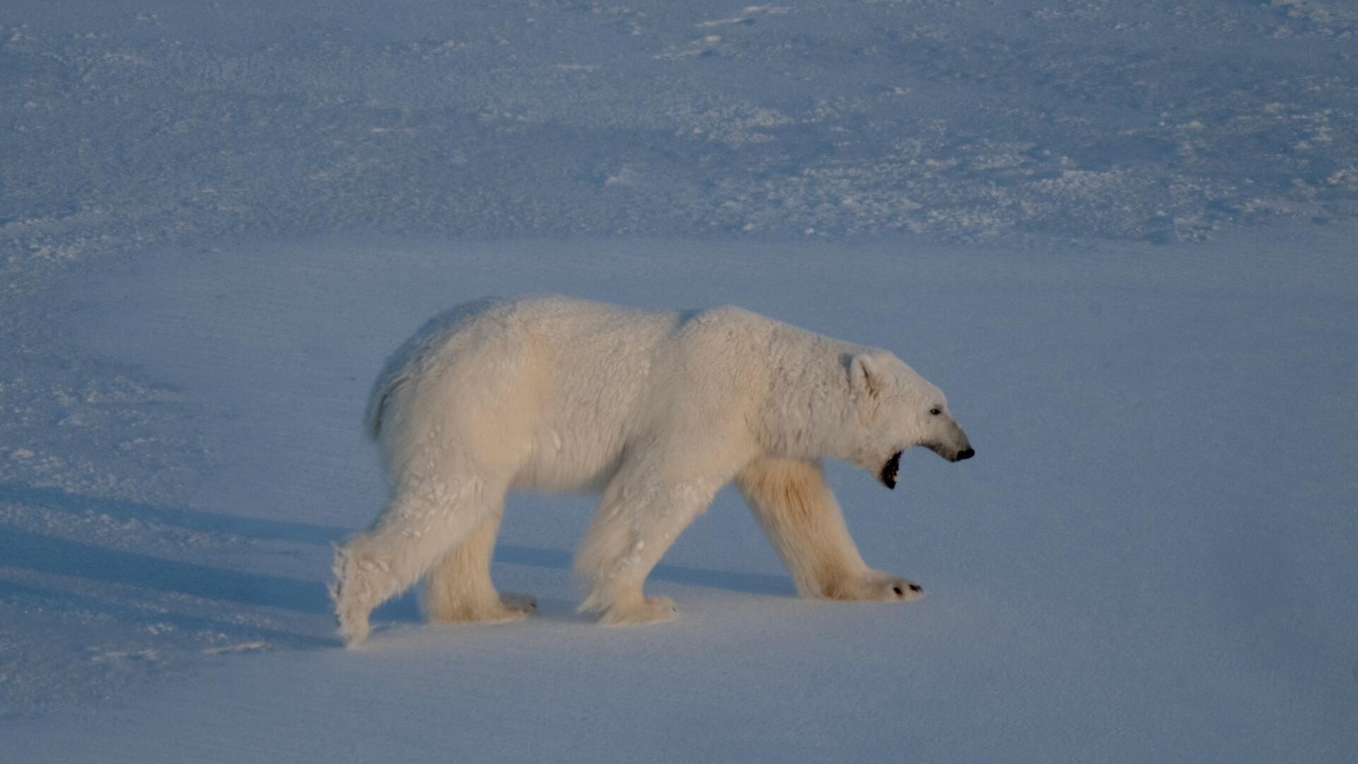 $5,255 fine issued after foghorn wakes up sleeping polar bear