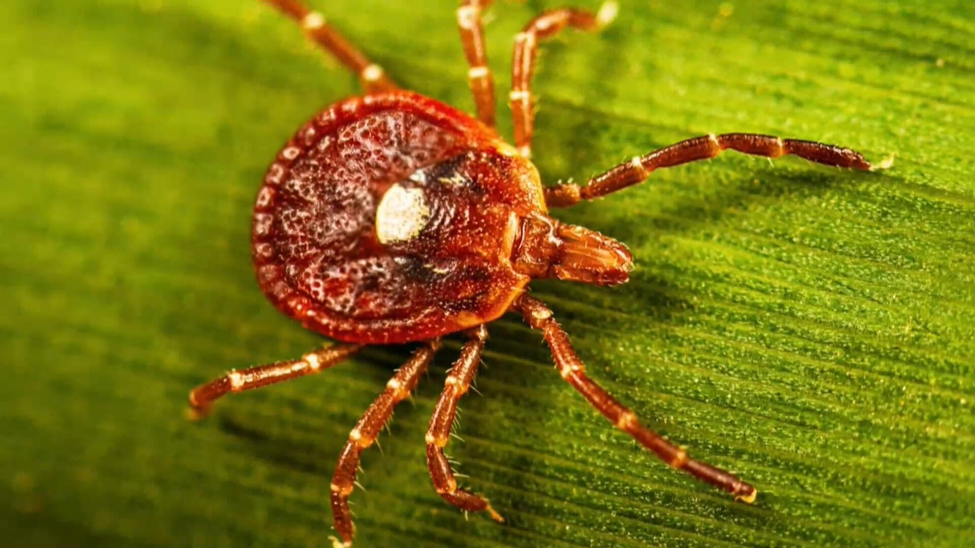 Why tick season is expected to be worse than normal