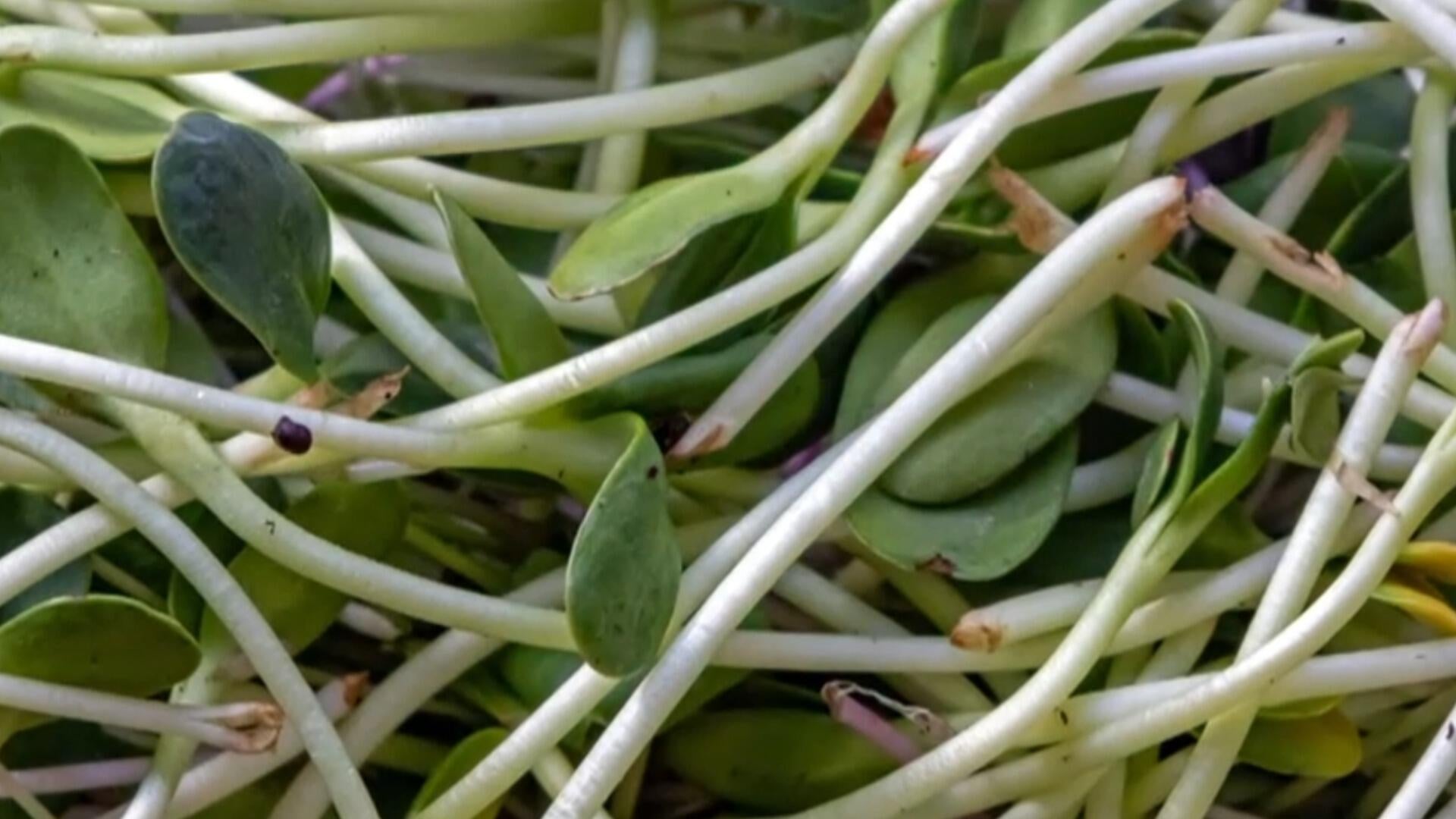 Alfalfa sprouts recalled after E. coli, salmonella outbreak sickens dozens
