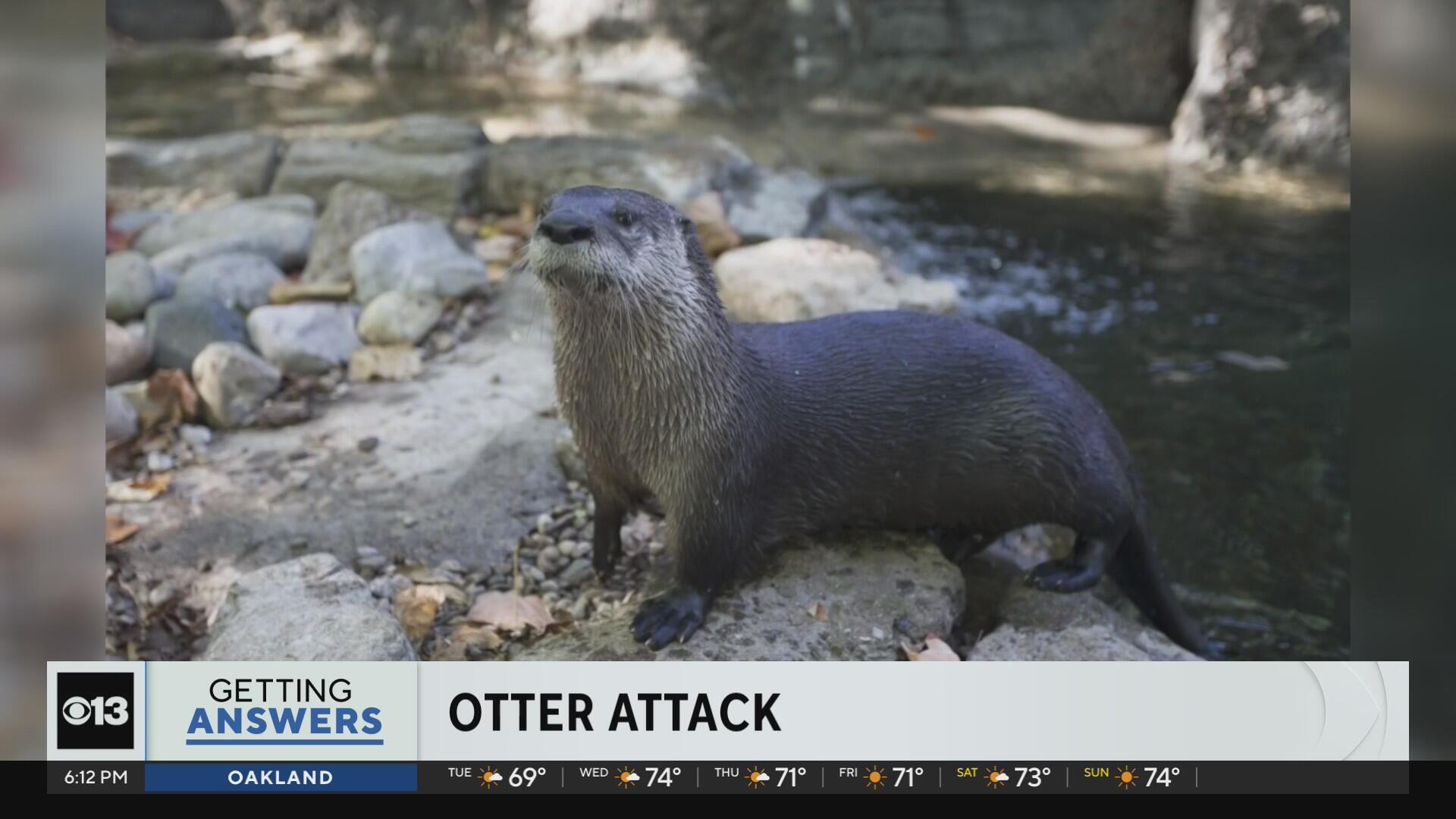 Woman attacked by otter while swimming in Lake Tahoe, receives nearly 40 stitches