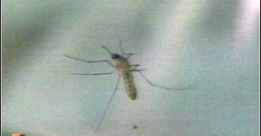 Best Bet Defenses Against Bugs - CBS News