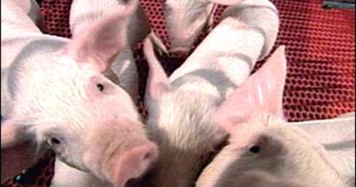 Pig Organs For Human Transplants? - CBS News