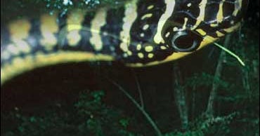 Tired Of Walking Fish? Try Flying Snake - CBS News