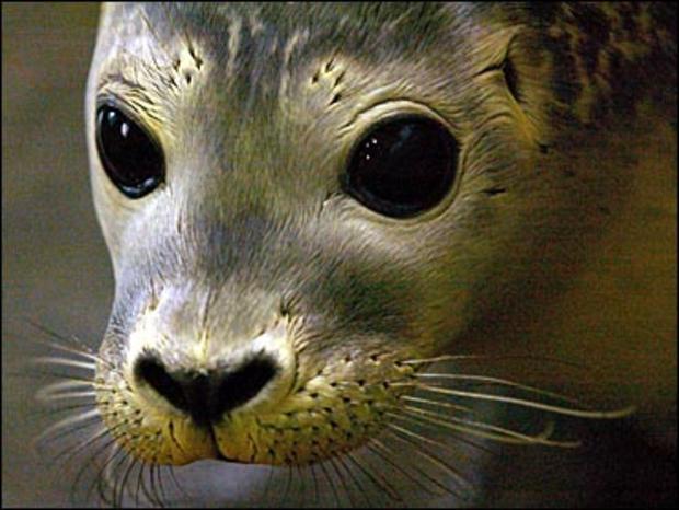 Virus-Plagued Seals 