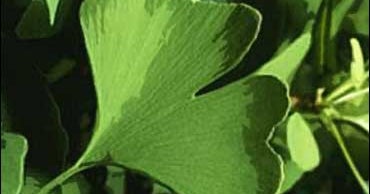 Ginkgo Biloba Doesn't Prevent Dementia CBS News