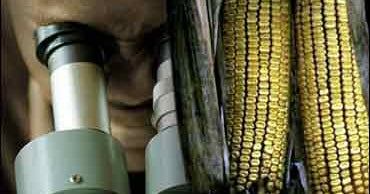 In Coming Harvests, Farm-aceutical Corn - CBS News