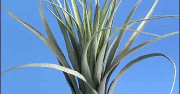 The Dirt On Air Plants CBS News