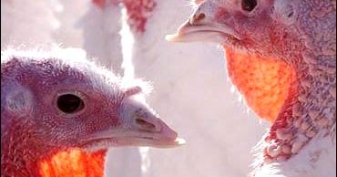 The Great Turkey Race - CBS News