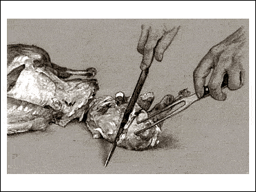 HOW TO CARVE A TURKEY 