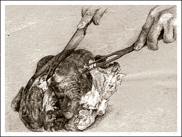 HOW TO CARVE A TURKEY 