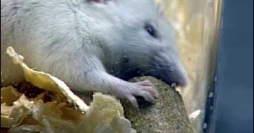 The Hunger Hormone CBS News