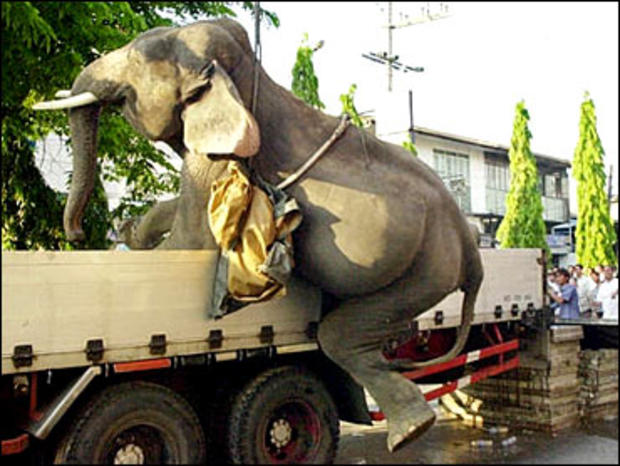 Escaped Elephant 