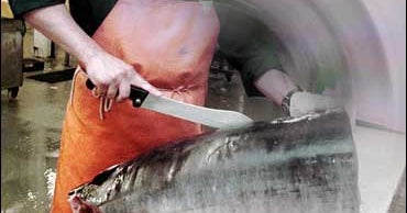 Not Enough Fish In The Sea - CBS News