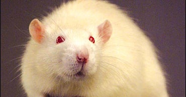 TV Stars Charged Over Rat Risotto - CBS News
