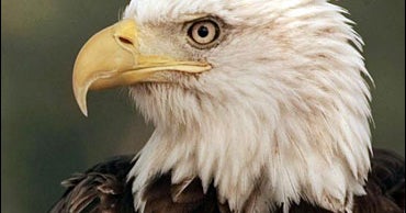 Bald Eagle No Longer Endangered - CBS News