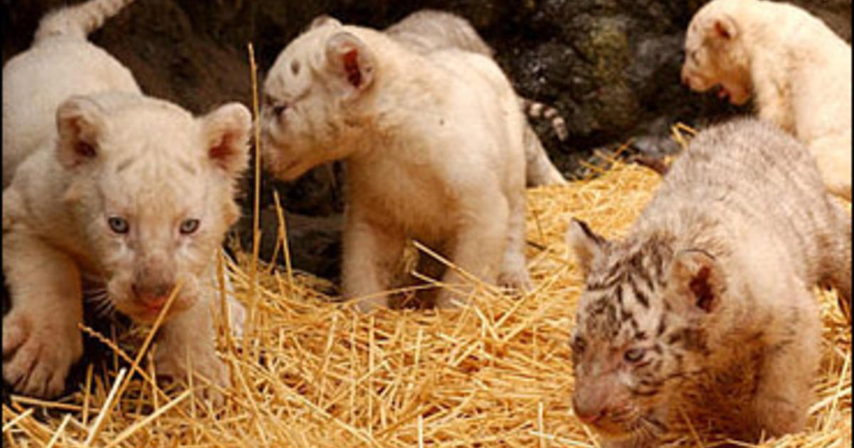 White Tiger Population Gets Boost CBS News