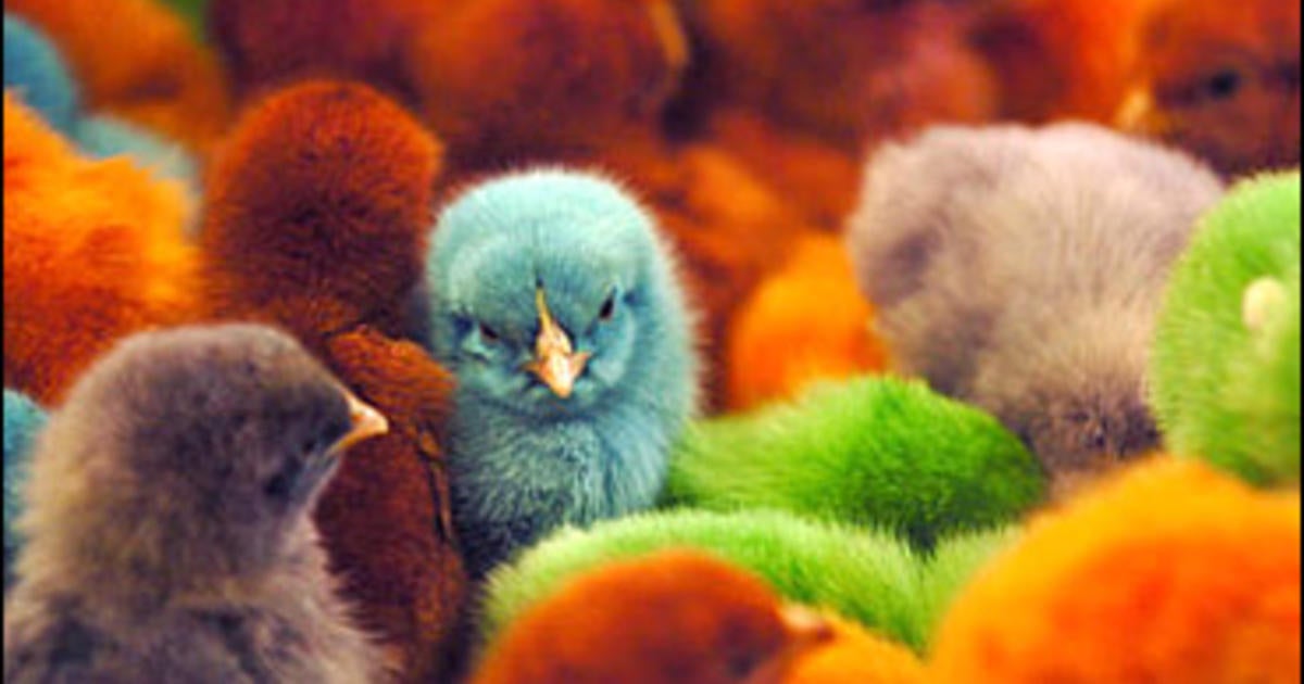 group-chicks-ground-up-alive-at-hatchery-cbs-news