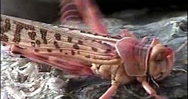 Africa Faces Lengthy Locust Plague - CBS News