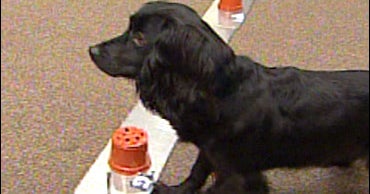 Can Dogs Sniff Out Cancer? CBS News