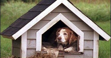 San Francisco Dogs Have Rights CBS News