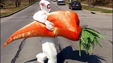 All Kinds Of Bunnies 