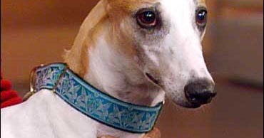 Retired Race Dogs Make Great Pets - CBS News