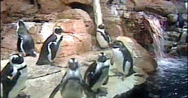 Penguins Adapt To New Home - CBS News