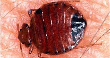 Bedbugs: Hollister Store Infested with Blood-Sucking Insects - CBS News