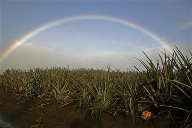 Hawaii Rainbow 